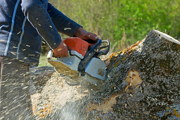 Best Emergency Tree Service  in Asotin, WA